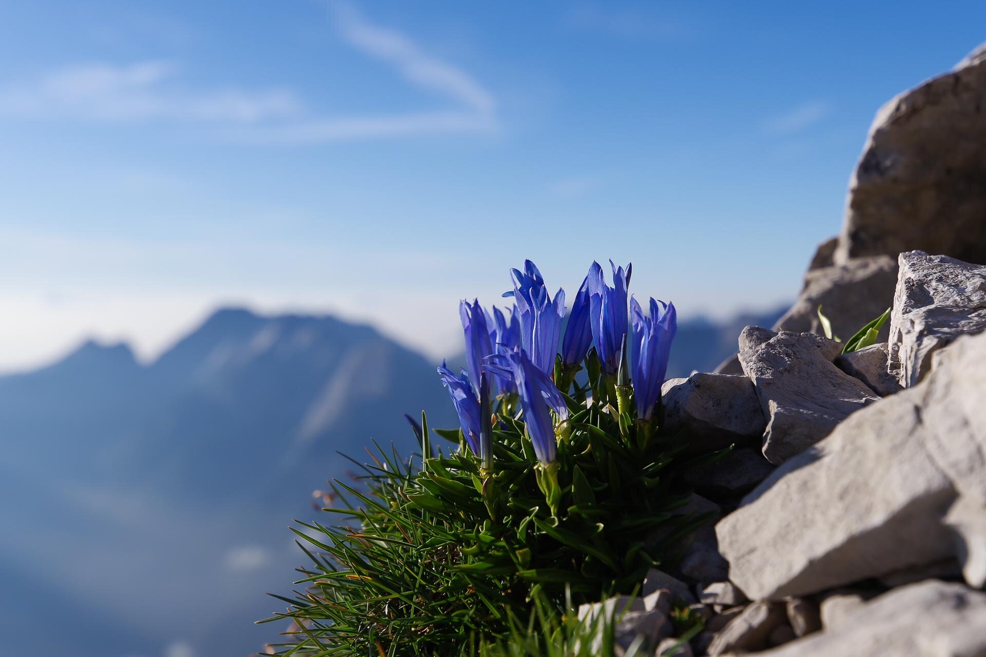 Gentiana frelichi