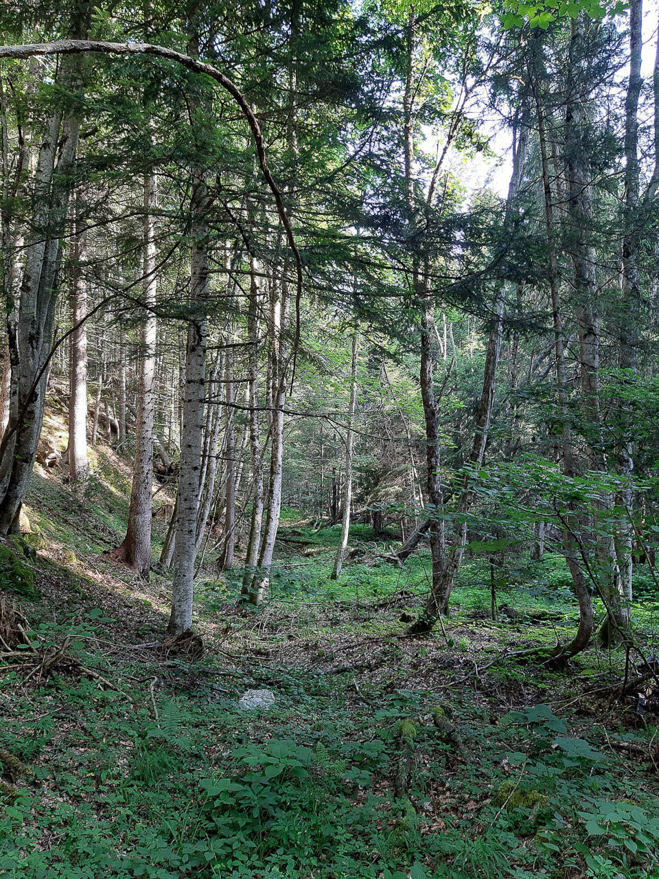Alta_Via_Forni_3_WEB.jpg